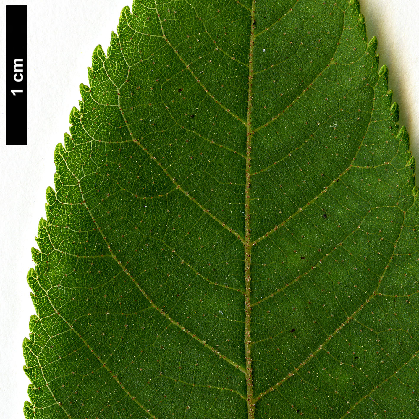 High resolution image: Family: Juglandaceae - Genus: Juglans - Taxon: mollis